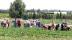 Trabajadores en los campos de fresa onubense