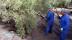 Dos trabajadores en un olivar de Jaén