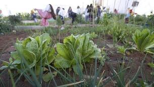 Huerto urbano