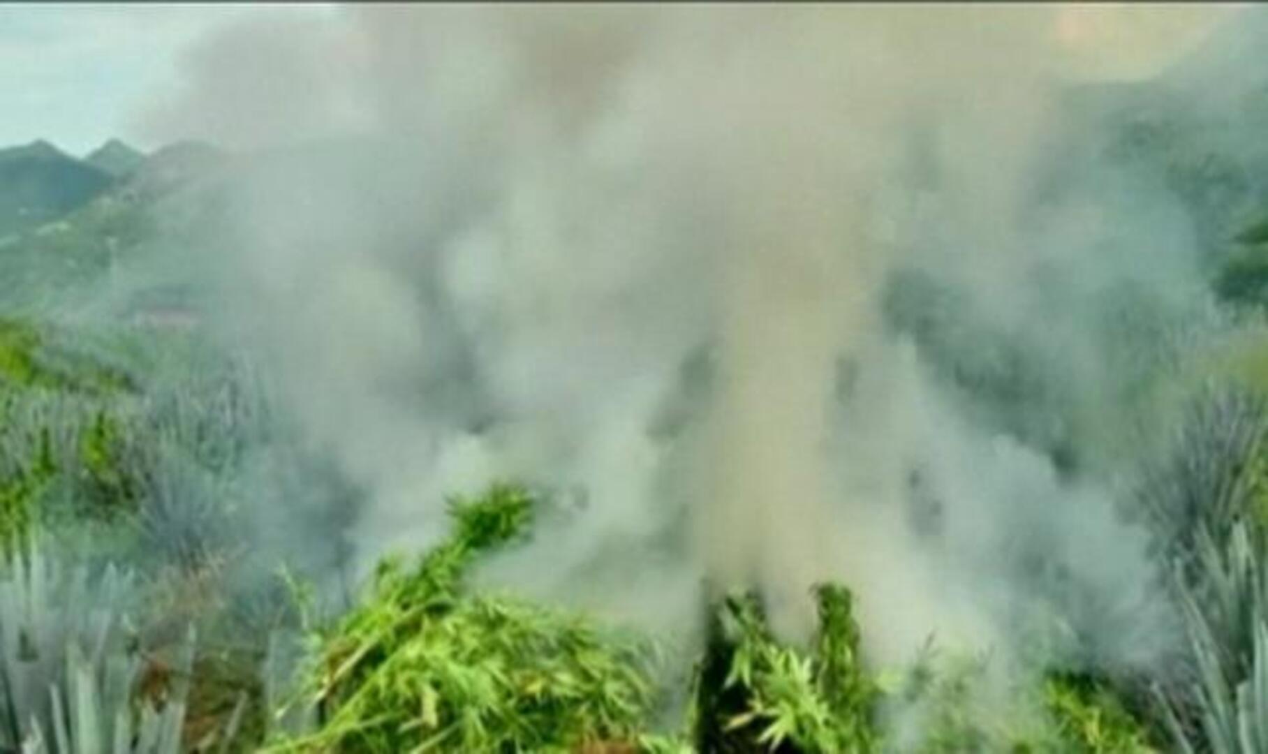 Guerra contra la marihuana en México