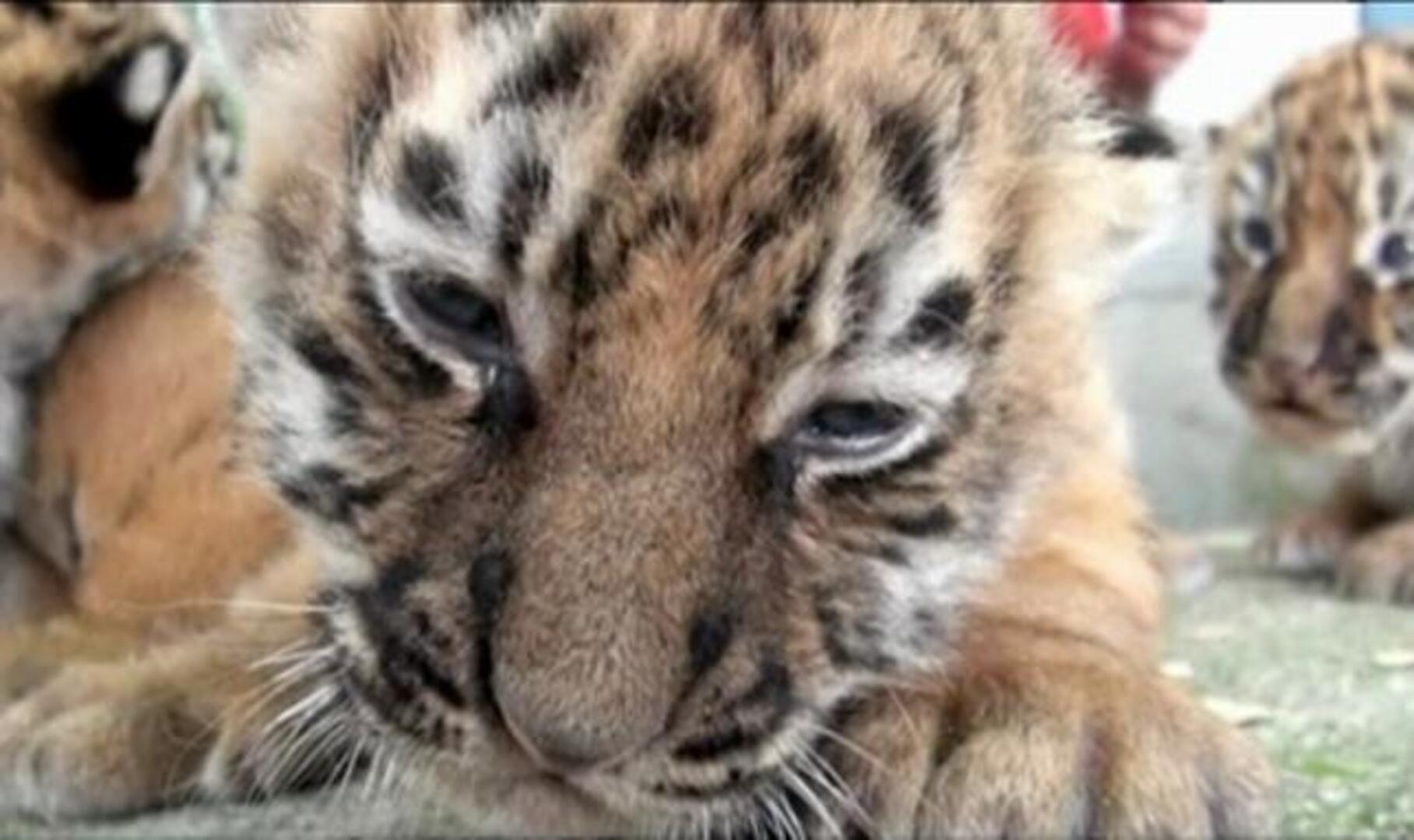 Presentan a los cuatro cachorros de tigres de Bengala de un zoo mexicano