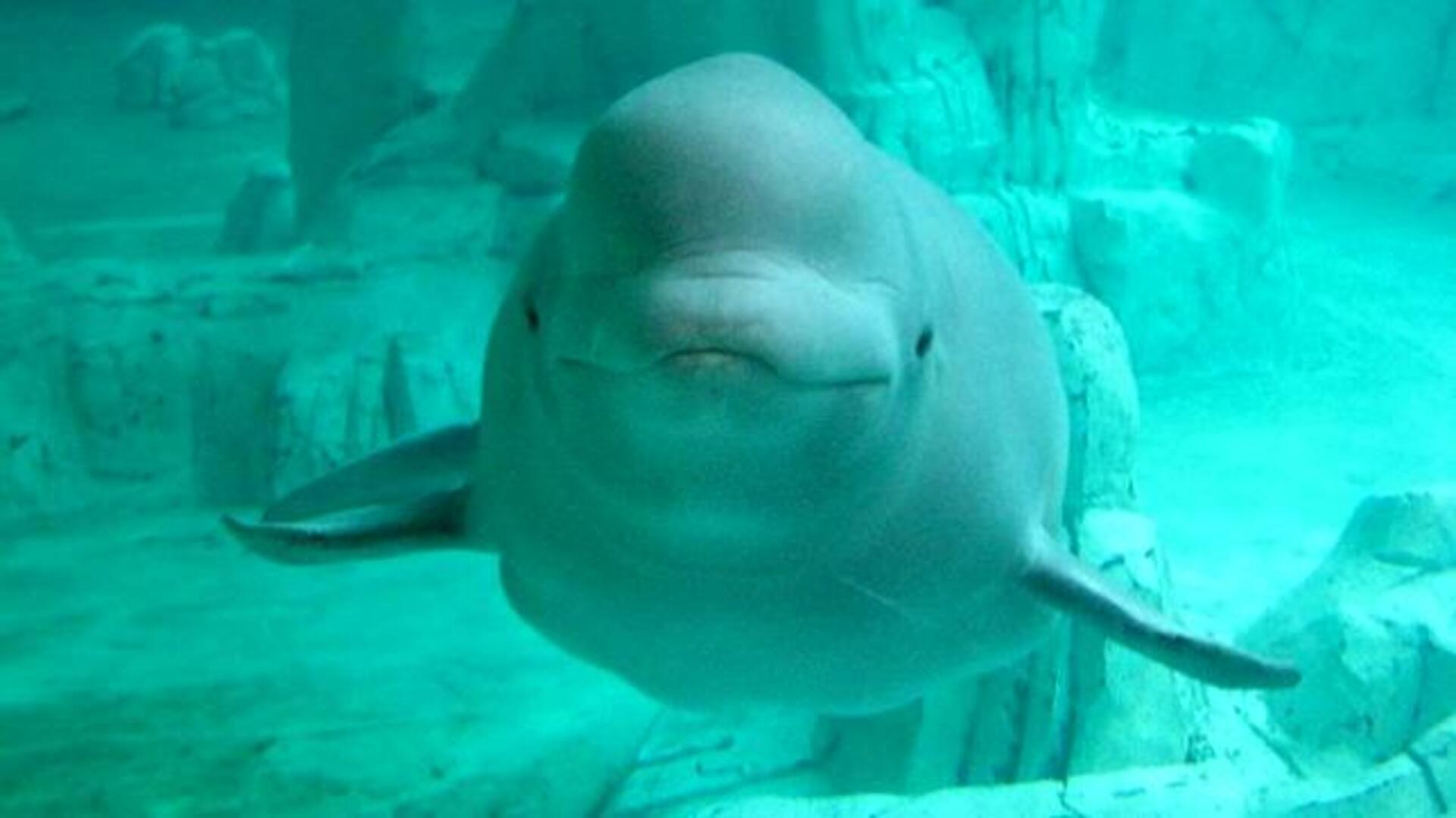 El canto de NOC, la ballena blanca que imita a los humanos