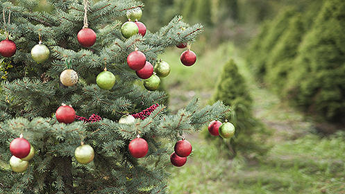 Árbol de Navidad natural por 12.50 ? - oferta con descuento: 40% | Ofertas en Sevilla y precio arboles de navidad naturales